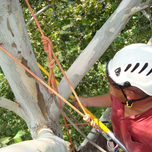 Tree pruning for large shade trees, ornamental, ev