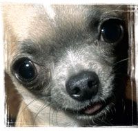 Pet portraits