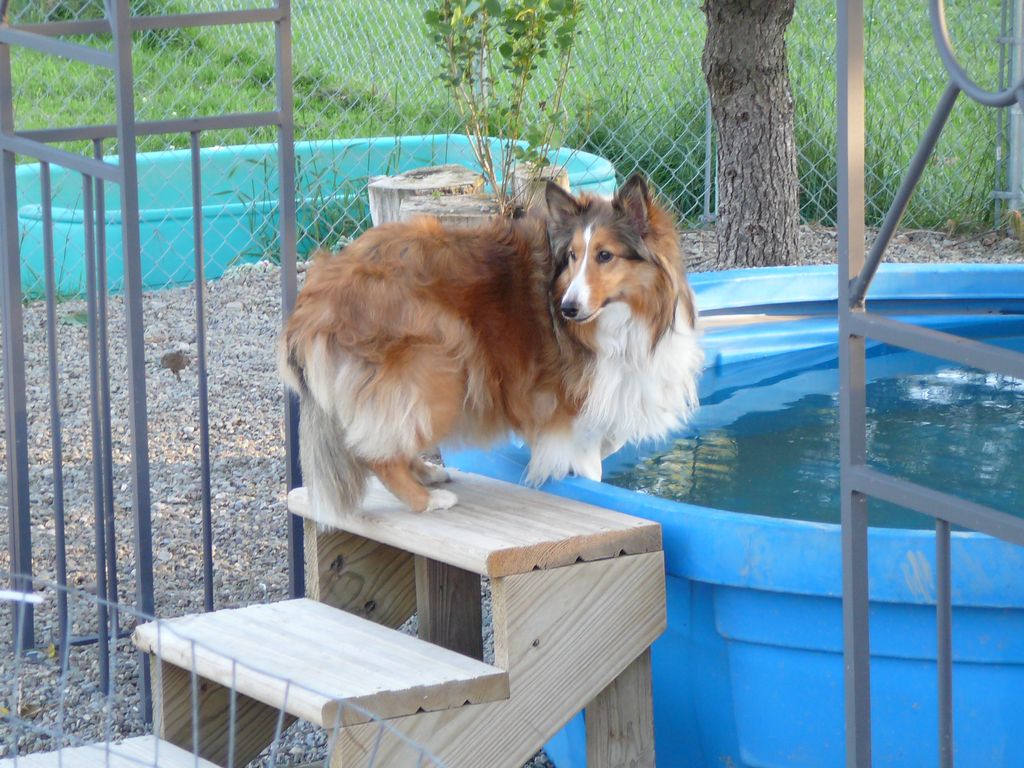 Boomer @ daycare & boarding ready to swim