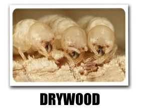 Termite Exterminator Los Angeles CA (888) 982-6537