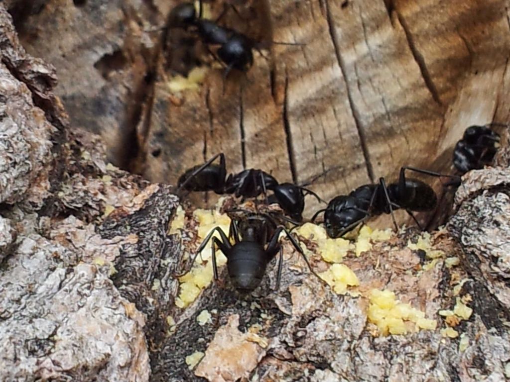 Carpenter ant Infestation were feeding our special
