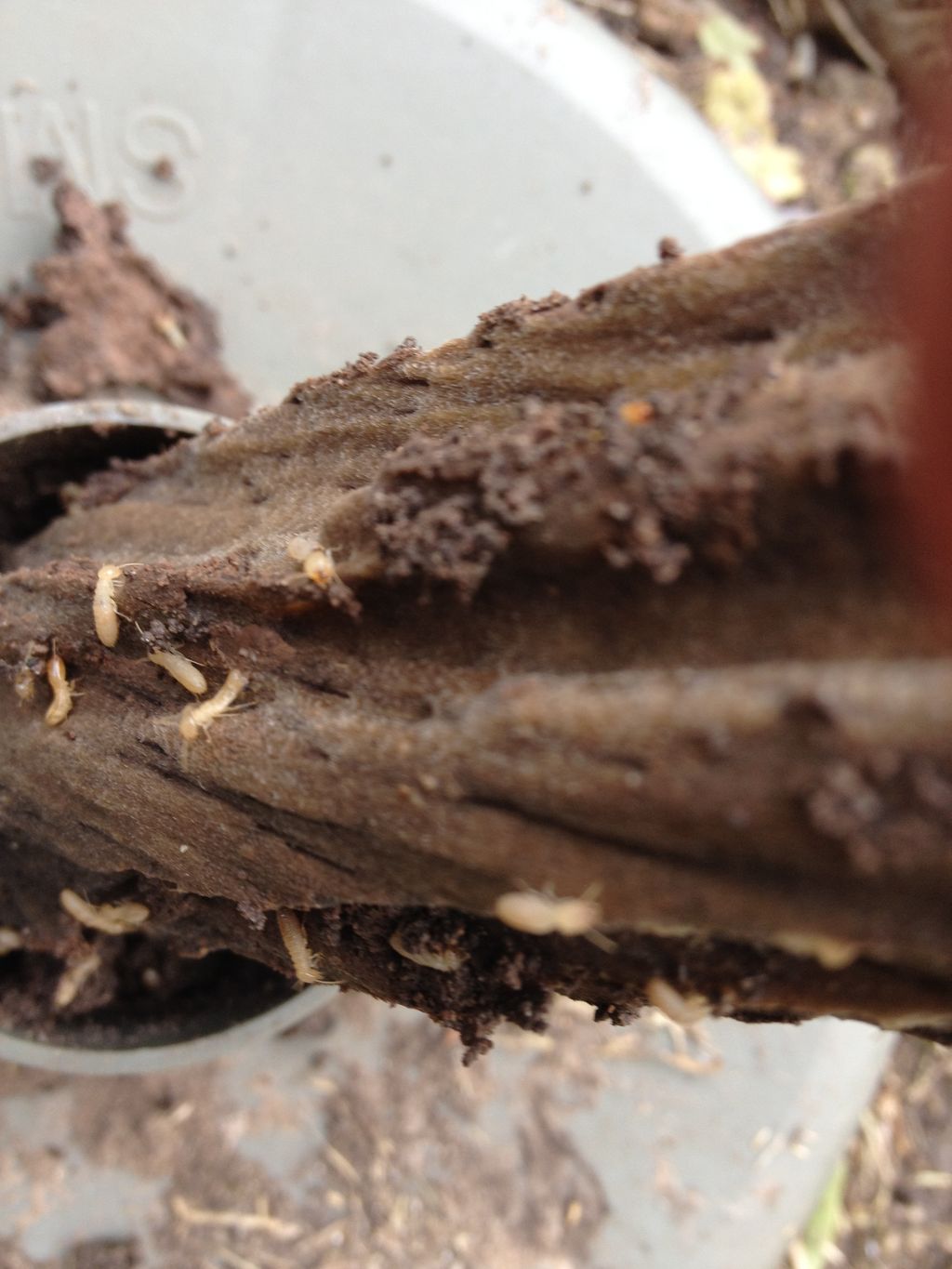First line Sub Termite Monitoring system doing its