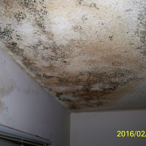 Missing tile on a roof lead to this mold damage ov