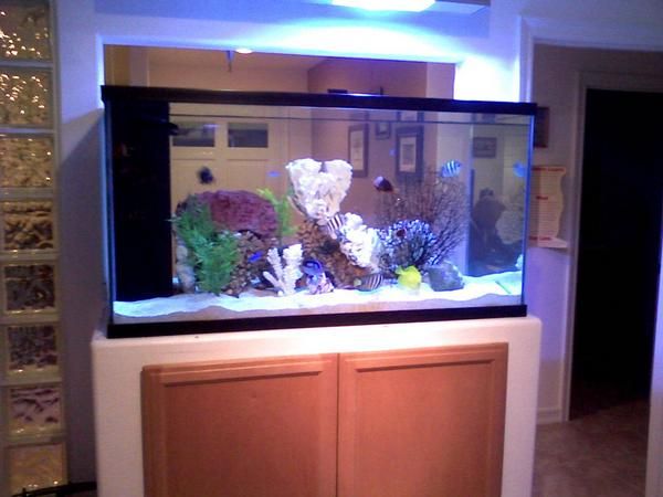 Double-sided custom aquariums are most popular for