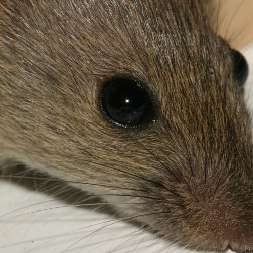 Rodent Control Services in Winston-Salem NC by Ray