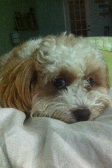 My Shi-poo, Princess Belle