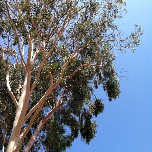 80ft eucalyptus tree