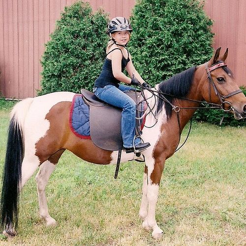 Beginner Riding Lessons Twin Cities MN