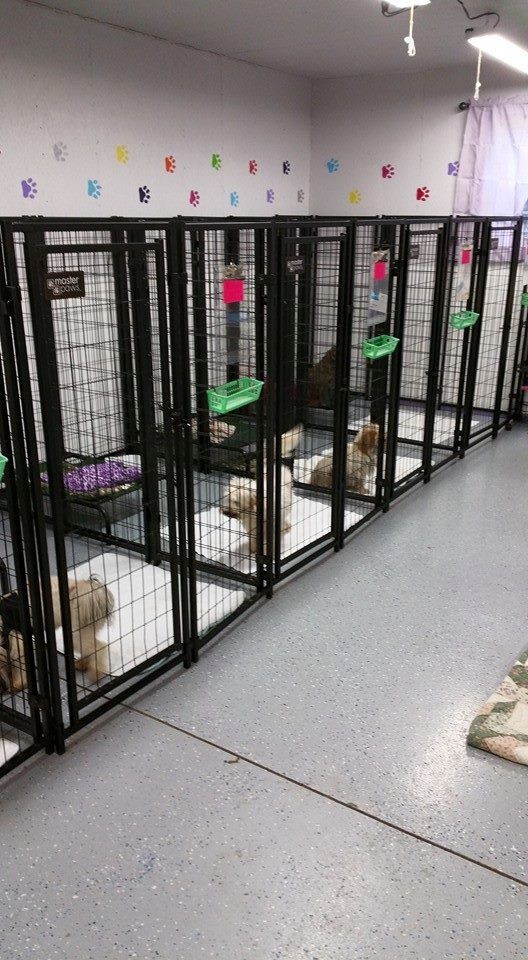 Lil Dog Ranch Kennels