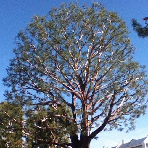 80 ft Pine Tree trimmed to perfection