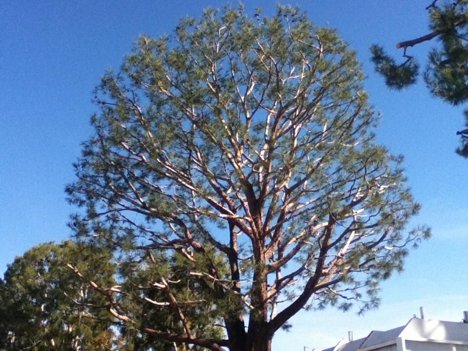 80 ft Pine Tree trimmed to perfection