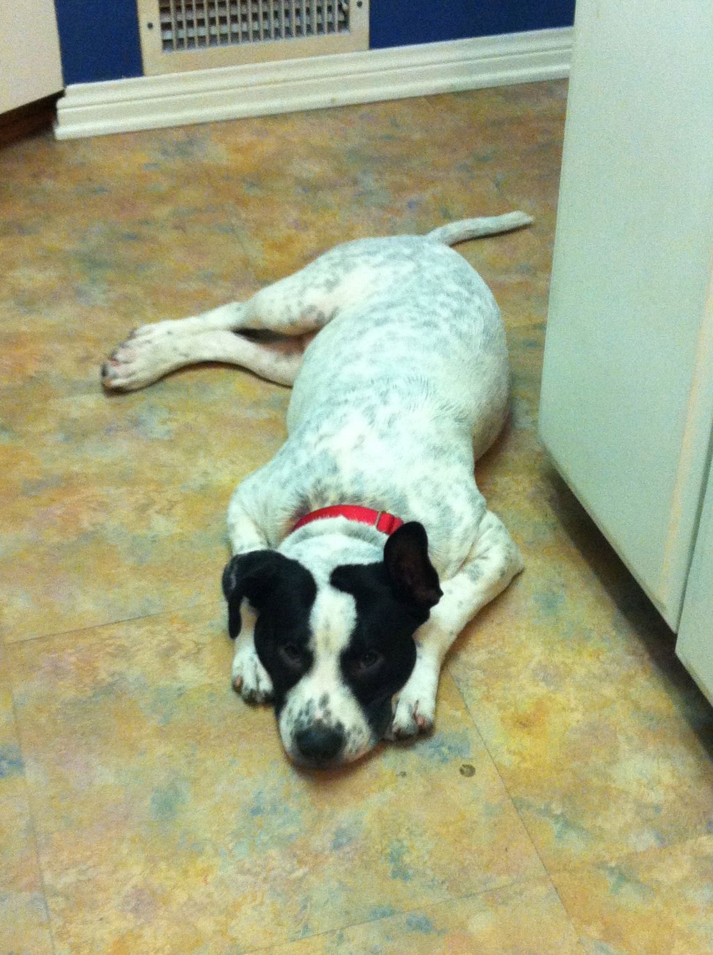 Delilah's Down Stay