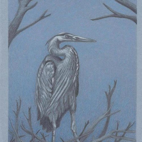 Great Blue Heron, graphite & colored pencil on col