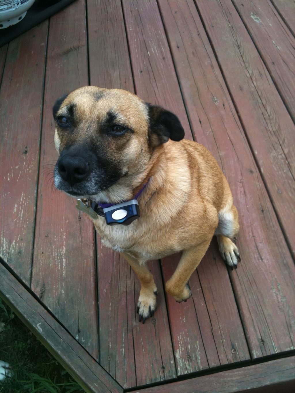 Ginger's hoping for a treat!