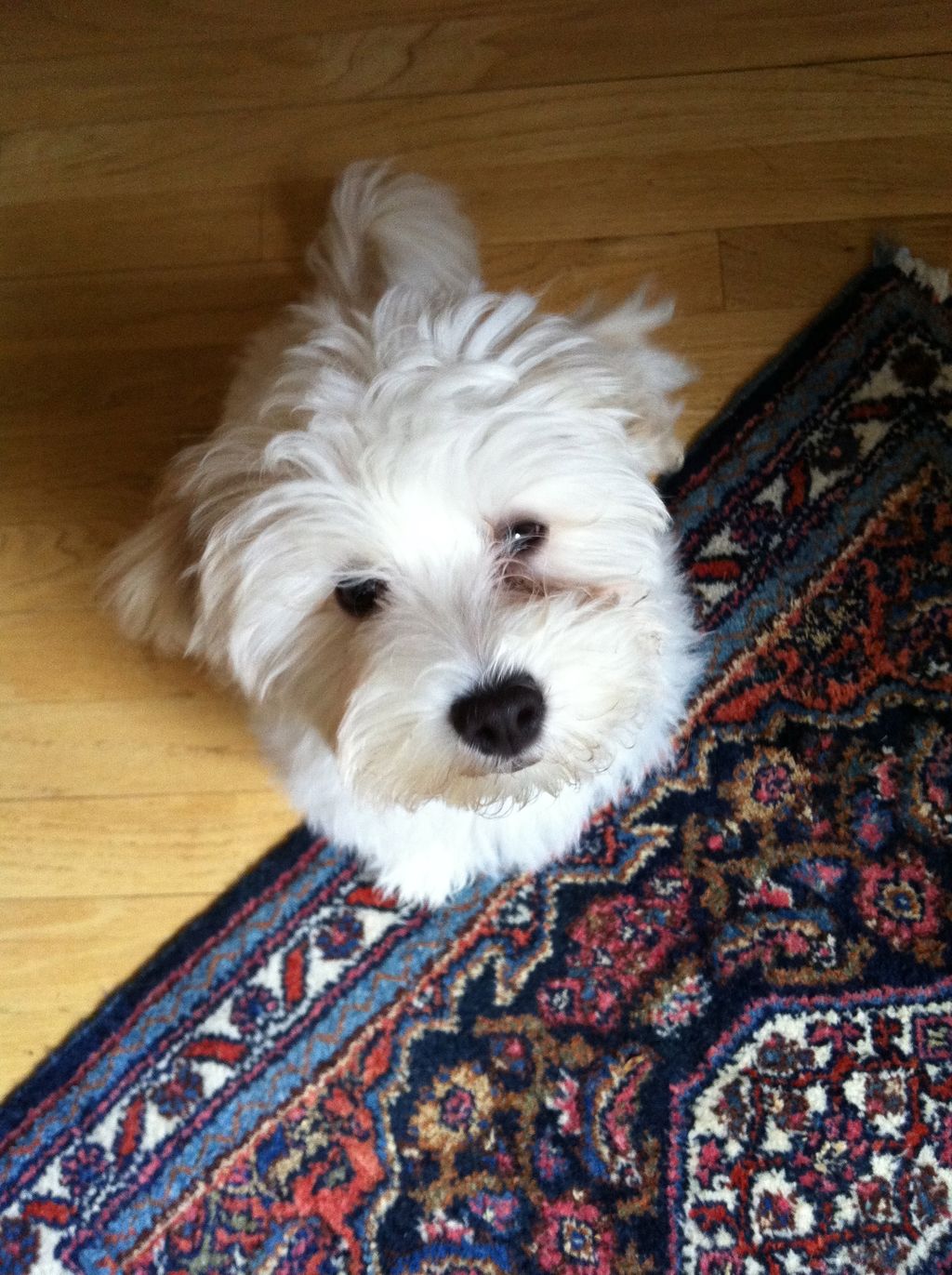 Puppy Sitting Available