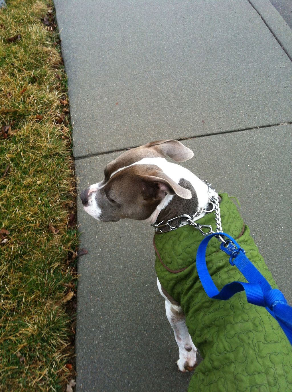 Daily Dog Walks
