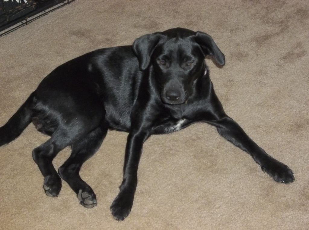 Lily chilling at home.