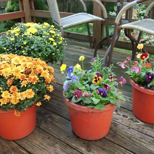 Assortment of Fall Planters
