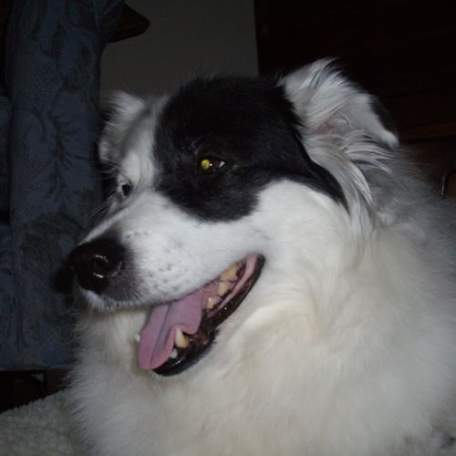 My Gabby a 14yrs old Border Collie. When I  resuce