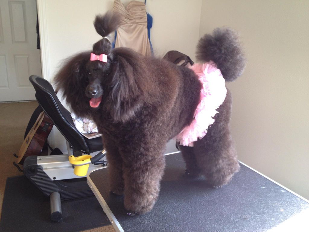 Arcadia all groomed and beautiful for a birthday p