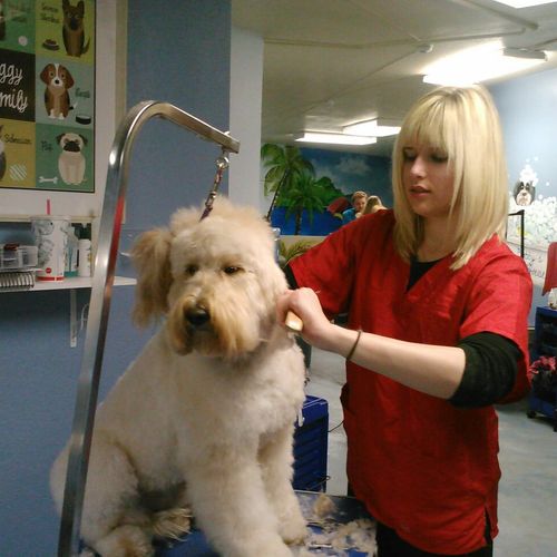Brushing out a Goldendoodle named Clyde.