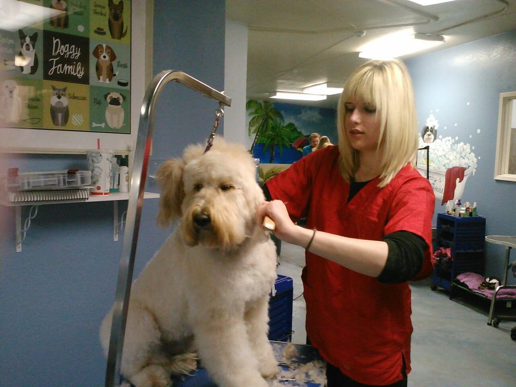 Brushing out a Goldendoodle named Clyde.