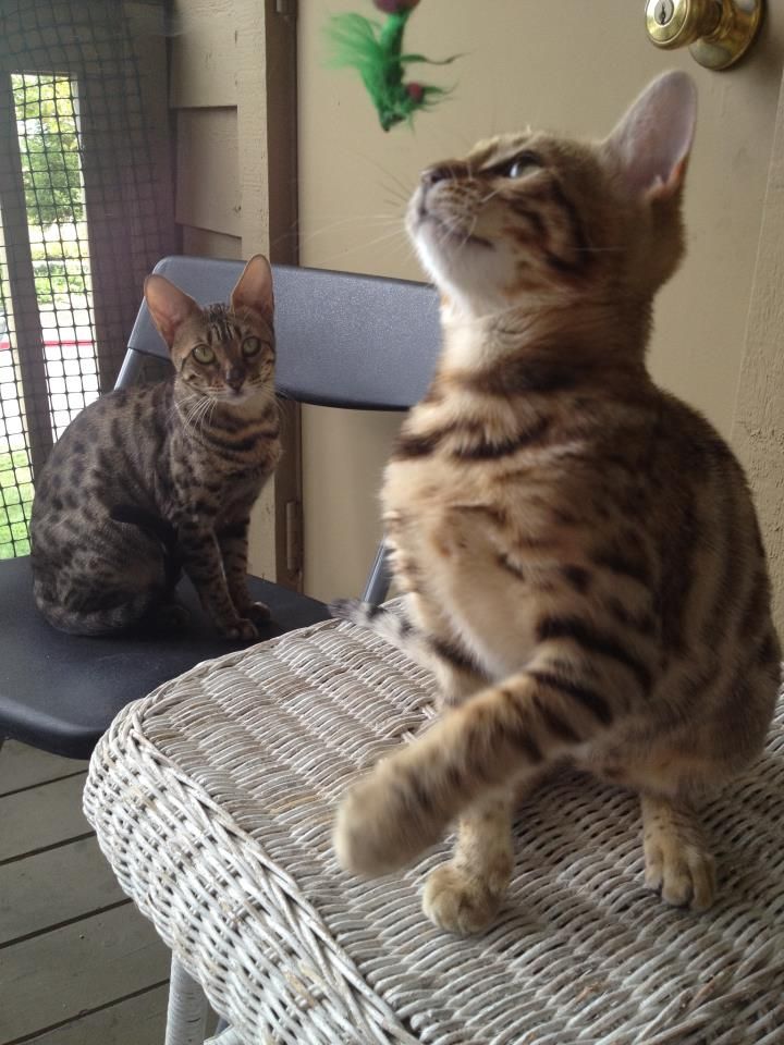 Calypso (Bengal) and Kiara (Savannah) lounging in 