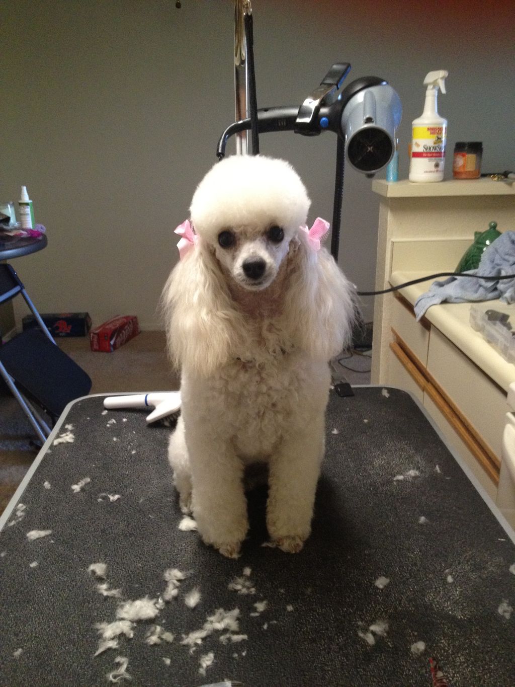 Mindy, my Toy Poodle special girl:) She used to be