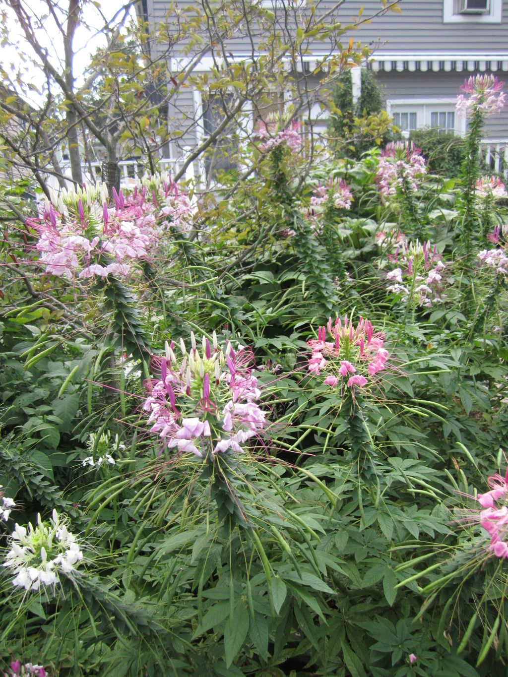 More garden.