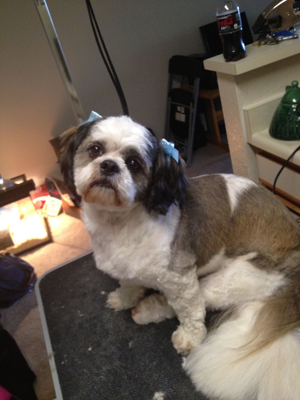 Roxy after her haircut:) Such a sweet girl!