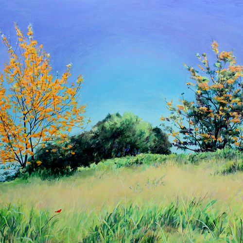 A recent acrylic painted on location, Silver Oak T
