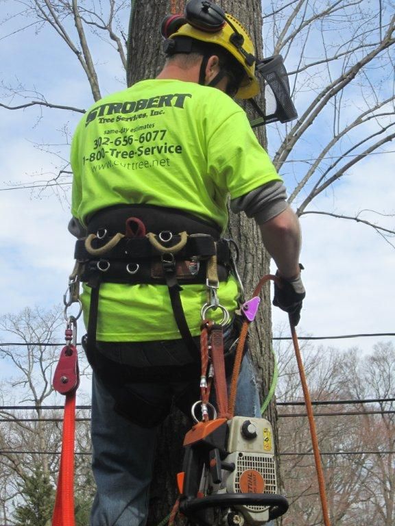 Highly trained staff, including 4 ISA-Certified Ar