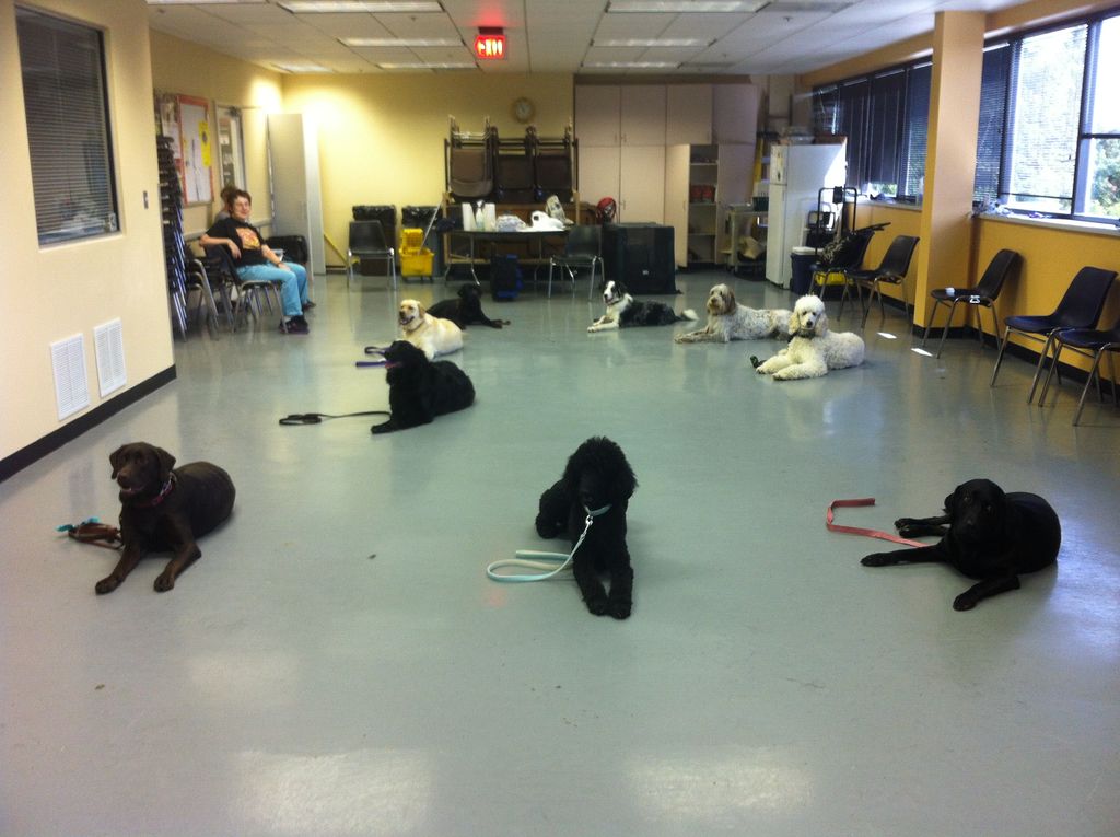 Advanced down stays at Pender Vet in our indoor le
