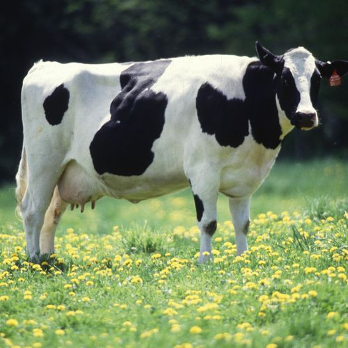 This cow got an A in Algebra after having Peter Kl