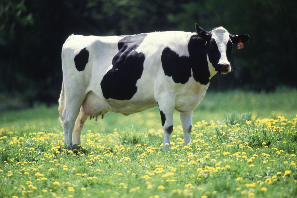 This cow got an A in Algebra after having Peter Kl