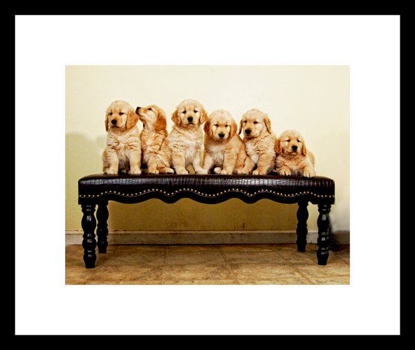 Reenie Photography Oakland CA
http://reenieimages.