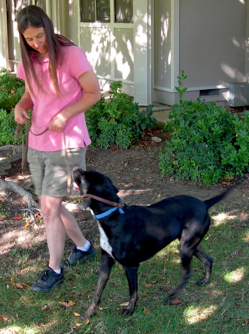 Loose Leash Walking - Pleasant Hill