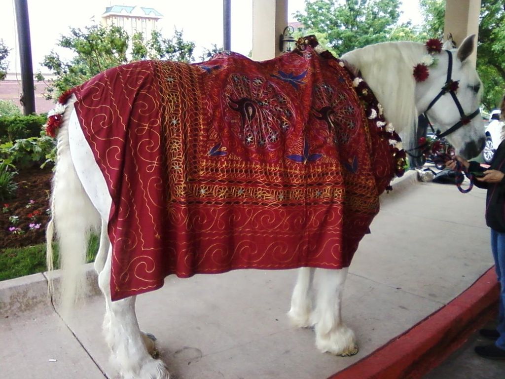 Belle the Baraat horse