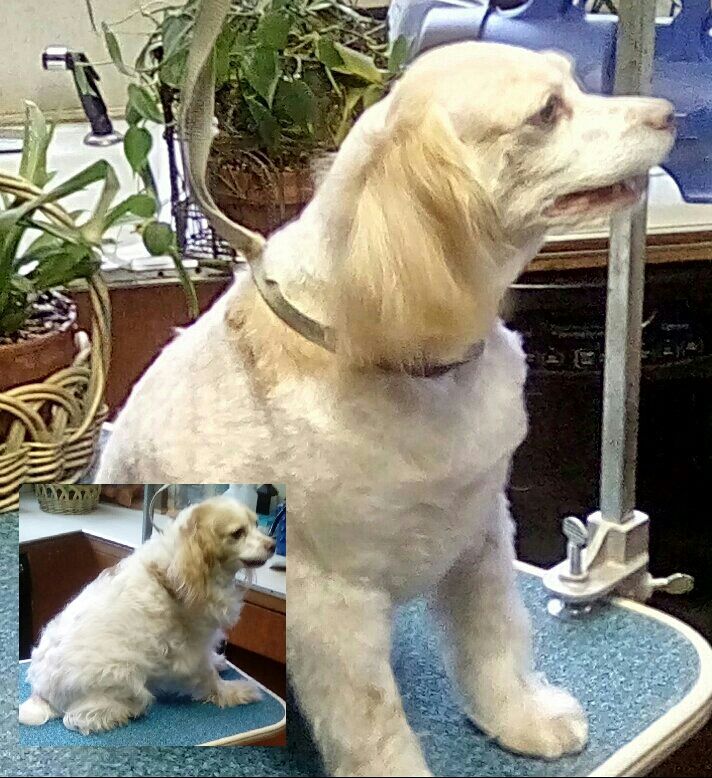 Cocker, before and after