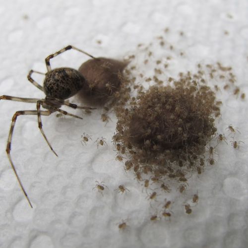 Spider hatching in a house