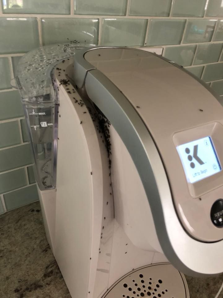 Tiny black ants in the coffee maker?  Surprisingly