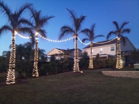 Palm Trees Lit up in Windermere, Fl