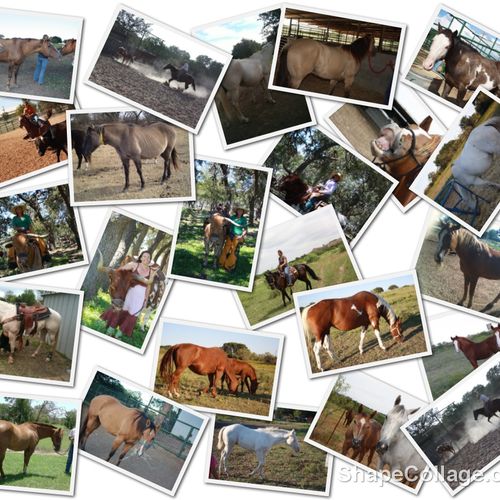 Horses for sale - TnT Ranch www.Cowboy4Sale.com