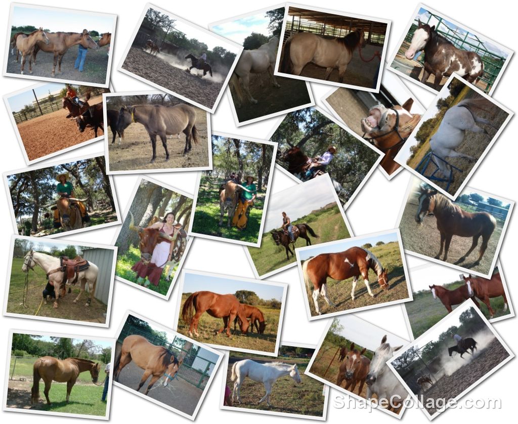 Horses for sale - TnT Ranch www.Cowboy4Sale.com