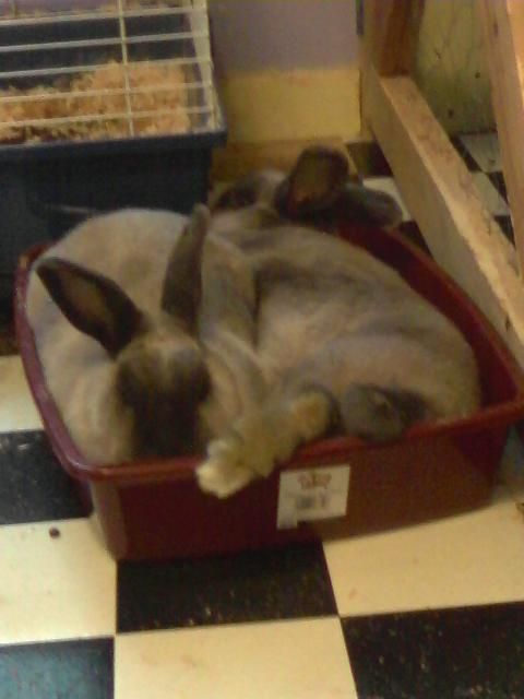 Bun Buns having a nap.