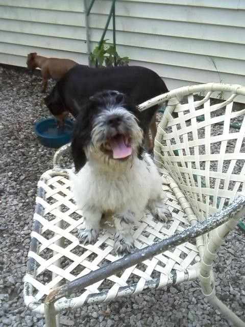 Sweet Youkie hanging out in the Big Chair
