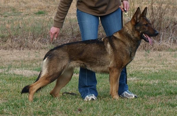 Cahira von der Rauch-Haus AD B-H.O.T.