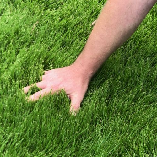Zoysia grass with GreenGate Fert.