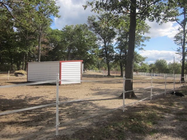 All of our paddocks have a big enough shelter for 