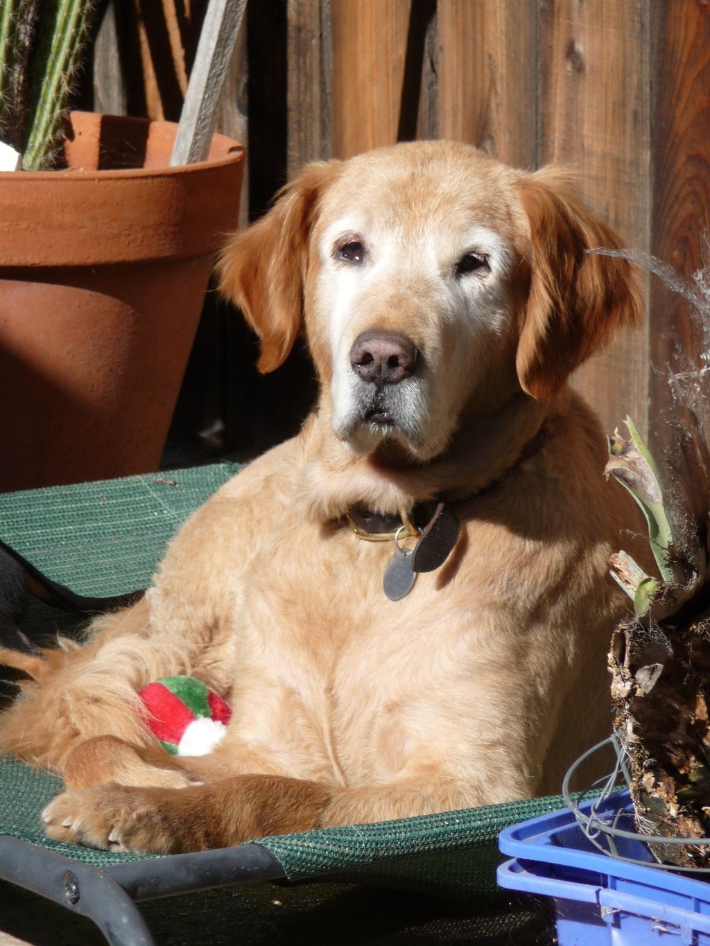 Honey, our favorite senior